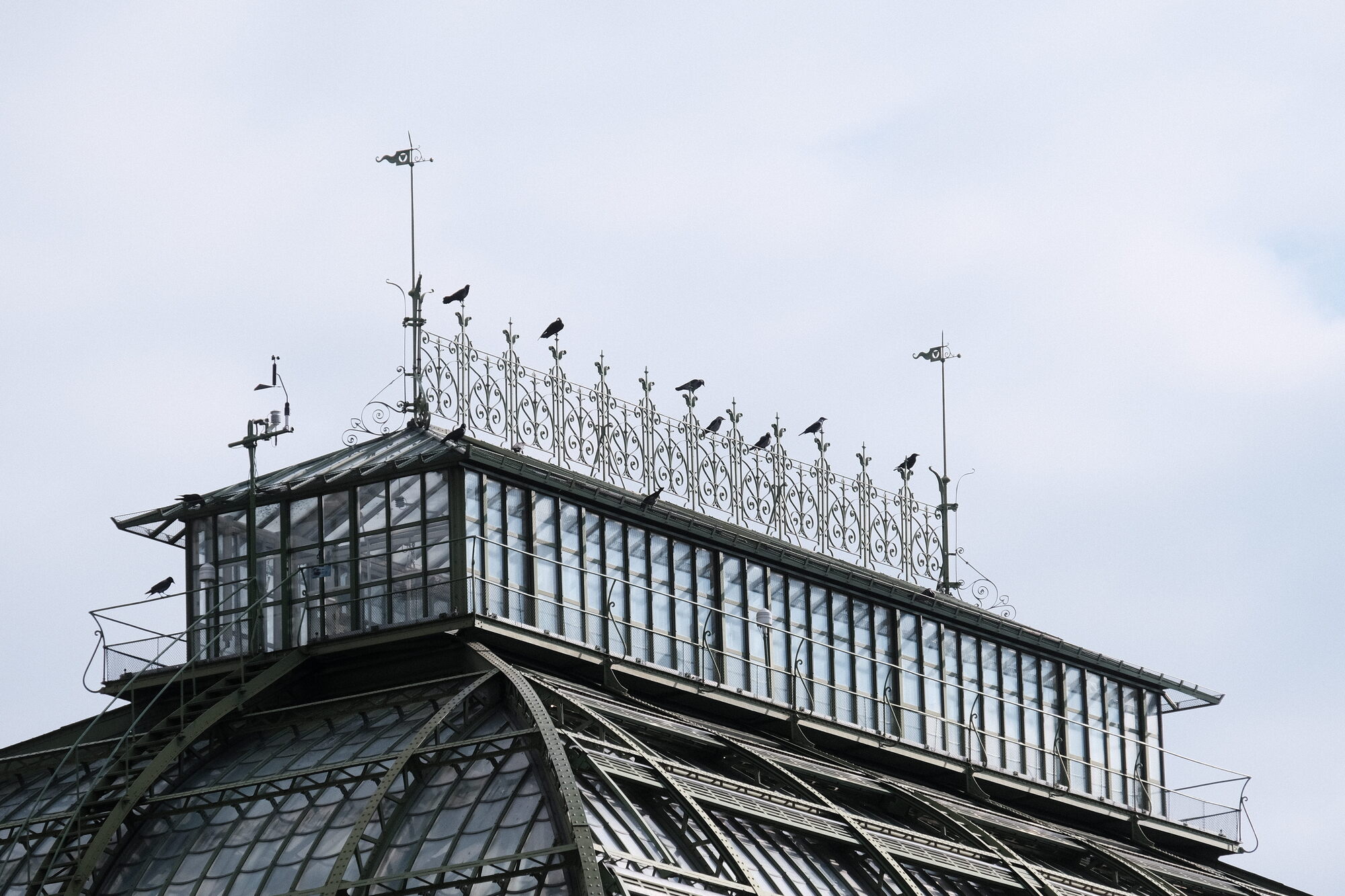 several ravens atop the points of the Palmenhaus